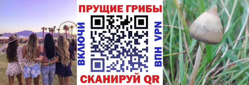 Галлюциногенные грибы Magic Shrooms  даркнет клад  Ясногорск  купить  